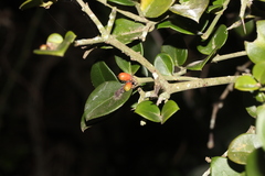Carissa bispinosa