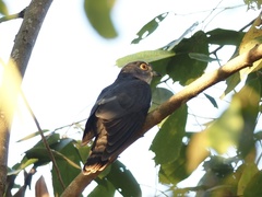 Hierococcyx nisicolor