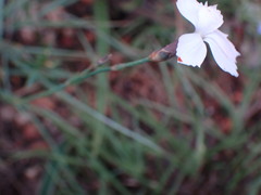 Dianthus mooiensis