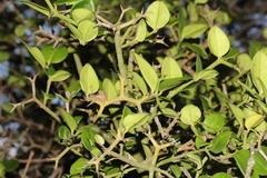 Carissa bispinosa
