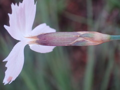 Dianthus mooiensis