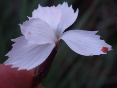 Dianthus mooiensis