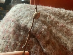 Hierodula transcaucasica