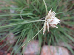 Cyperus niveus