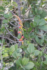 Chasmanthe aethiopica