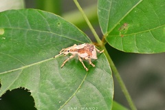 Episomus chinensis
