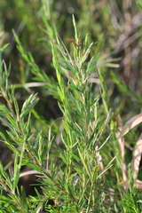 Cliffortia strobilifera