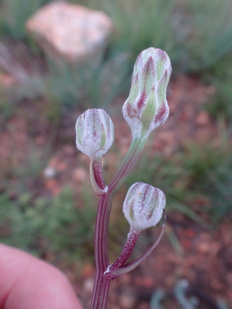 African Lettuce from West Rand, Gauteng, South Africa on December 06
