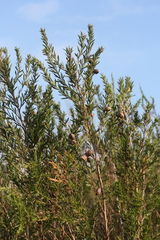 Cliffortia strobilifera