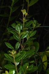 Morella pubescens