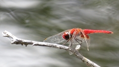 Aethriamanta circumsignata