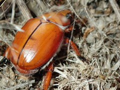 Anoplognathus montanus