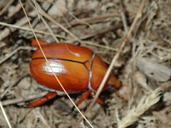 Anoplognathus montanus