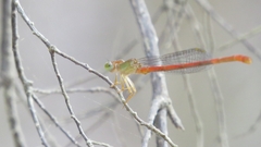 Ceriagrion aeruginosum