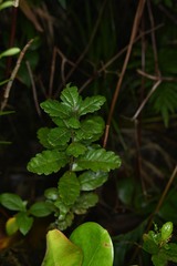 Morella pubescens