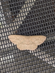 Cyclophora