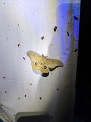 Opodiphthera eucalypti