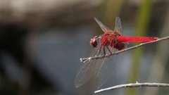 Aethriamanta circumsignata