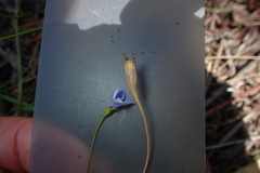 Wahlenbergia multicaulis