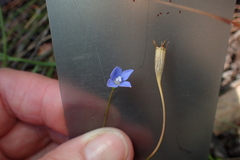 Wahlenbergia multicaulis