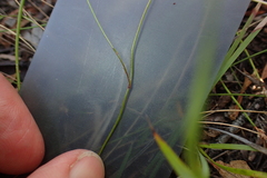 Wahlenbergia multicaulis