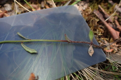 Wahlenbergia multicaulis