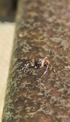 Cymbacha