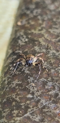 Cymbacha