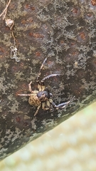 Cymbacha