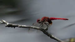 Aethriamanta circumsignata