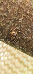 Cymbacha