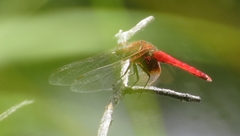 Aethriamanta circumsignata