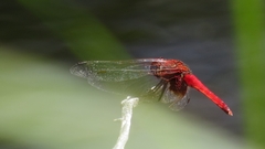 Aethriamanta circumsignata