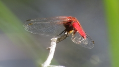 Aethriamanta circumsignata