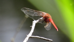 Aethriamanta circumsignata