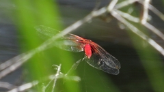 Aethriamanta circumsignata