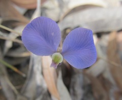 Comesperma defoliatum