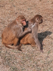 Macaca mulatta