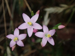Centaurium