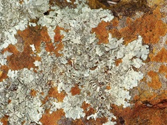 Xanthoparmelia mexicana