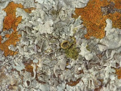 Xanthoparmelia mexicana