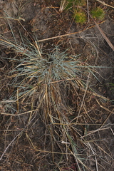 Diplachne fusca