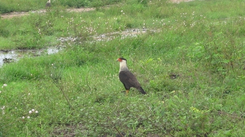 Northern Crested Caracara