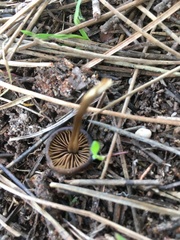 Parasola conopilea