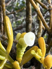 Dendrophthora clavata