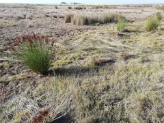 Elegia tectorum