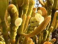 Dendrophthora clavata