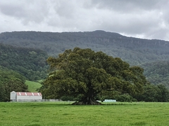 Ficus macrophylla