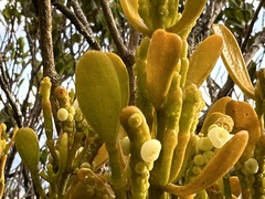 Dendrophthora clavata