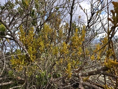 Dendrophthora clavata